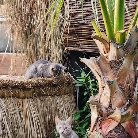 Domek alpejski Doa & Tiny House *