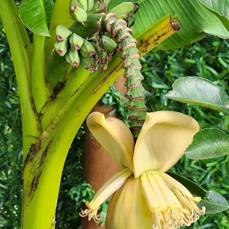 Doa & Tiny House Sapanca